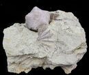 Blastoid (Pentremites) Fossil - Illinois #45023-1